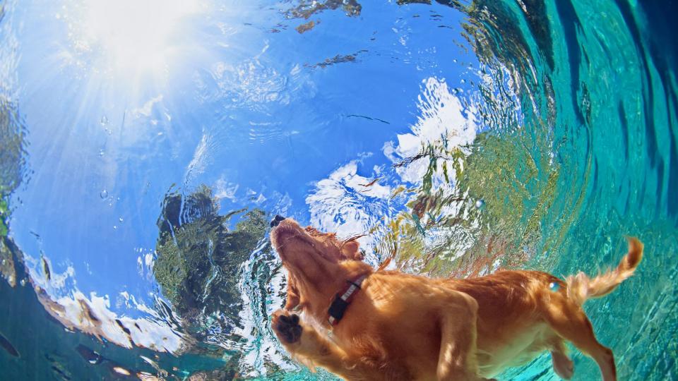 Dog swimming in the pool