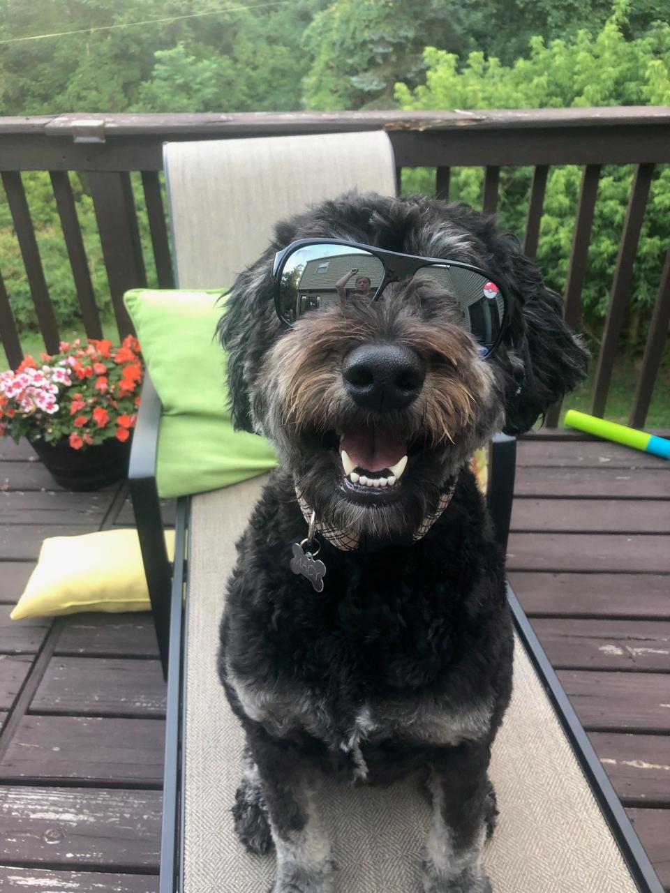 Why are Macy the dog's sunglasses cuter than mine?