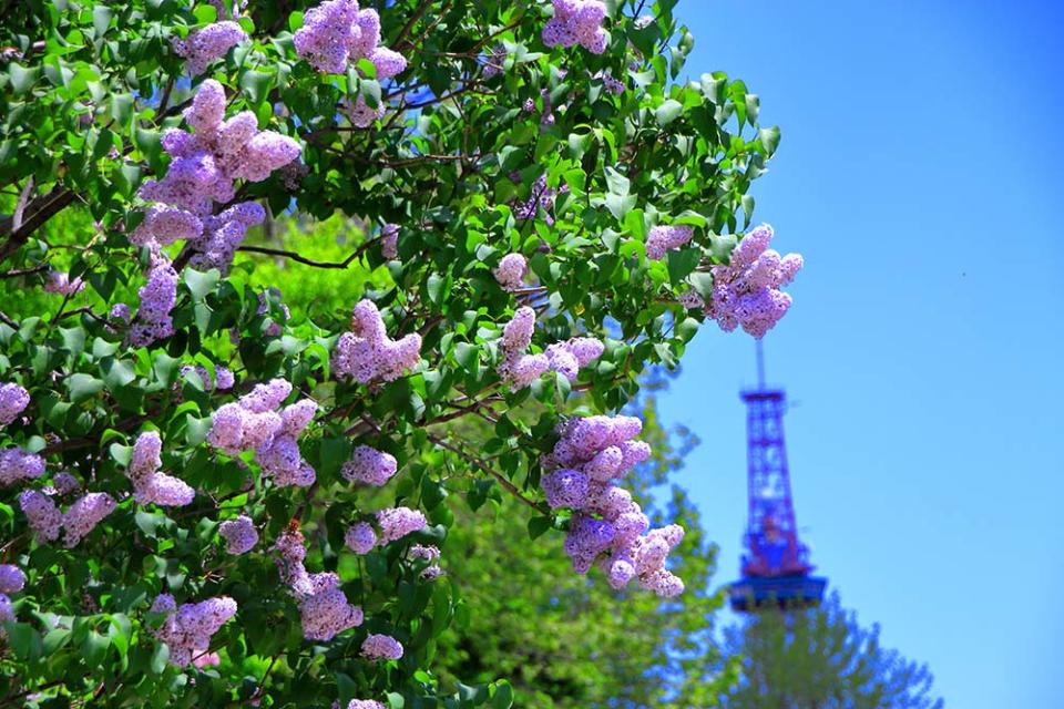 札幌丁香節（Image Source : Getty Creative/iStockphoto）