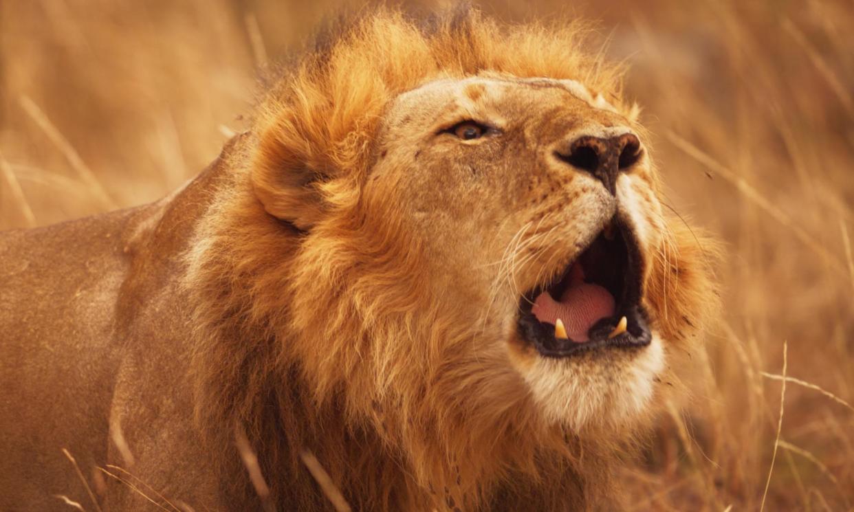 <span>‘The roars and growls are comically inadequate’ … a lion in Secret World of Sound with David Attenborough.</span><span>Photograph: Humble Bee Sounds/Sky UK</span>