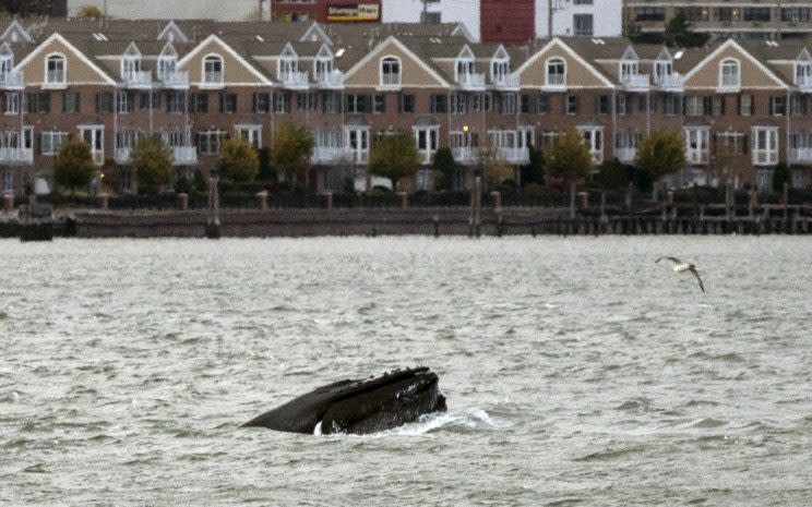 For nearly a week, a humpback whale has been cavorting in the Hudson River just off the wharves of Manhattan. (Photo: Craig Ruttle/AP)