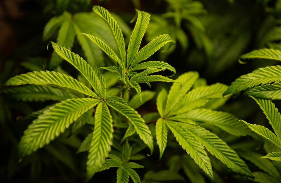 Marijuana is grown at the University of Mississippi's Coy Waller Laboratory for research in Oxford, Miss., seen on Friday, Oct. 27, 2023. UM expects to have classes open for a two-year masters program in medical cannabis and dietary supplements in Fall 2024.