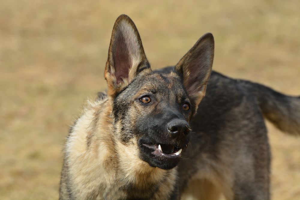 German Sheppard dog