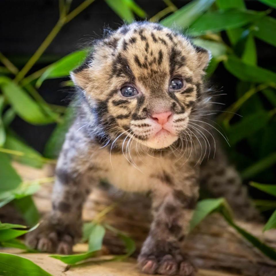 A clouded leopard cub born at the Oklahoma City Zoo in July 2023.