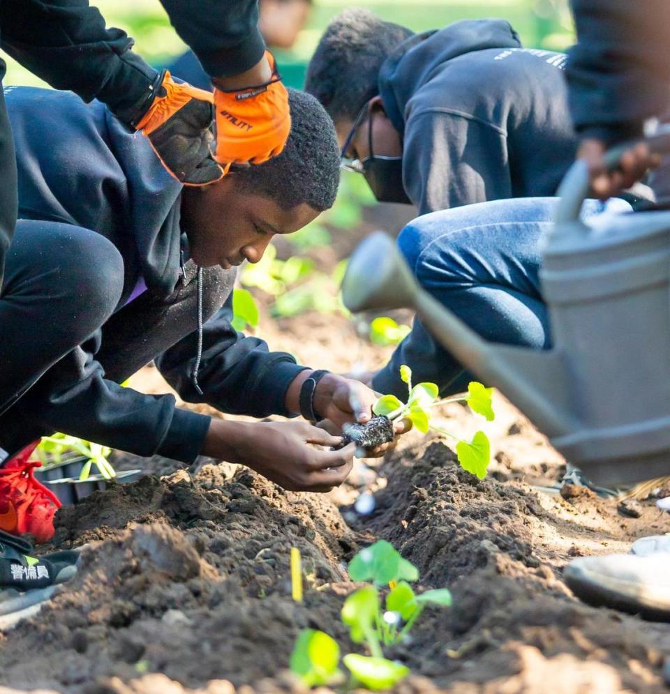 Malyk Rowell spreads the roots of a new tomato plant before putting it into the ground at The Males Place’s spring planting day.