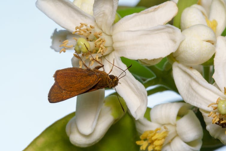 <span class="caption">Moths are important pollinators but have endured significant population declines in recent years.</span> <span class="attribution"><a class="link " href="https://www.shutterstock.com/image-photo/close-macro-brown-moth-on-white-1056026675?src=JIwhqPgP0GGKjwTGwpDOJQ-1-0" rel="nofollow noopener" target="_blank" data-ylk="slk:Safwan Abd Rahman/Shutterstock;elm:context_link;itc:0;sec:content-canvas">Safwan Abd Rahman/Shutterstock</a></span>