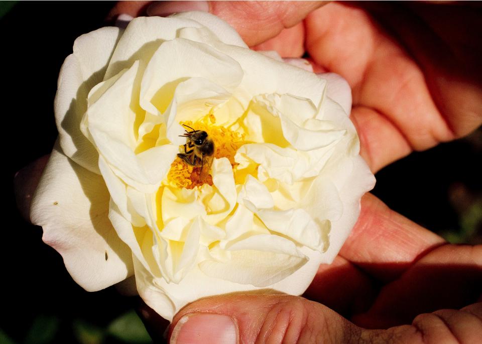 A honey bee searches for pollen in an Alliance Franco- Russo rose bloom at the Edison-Ford Winter Estates.