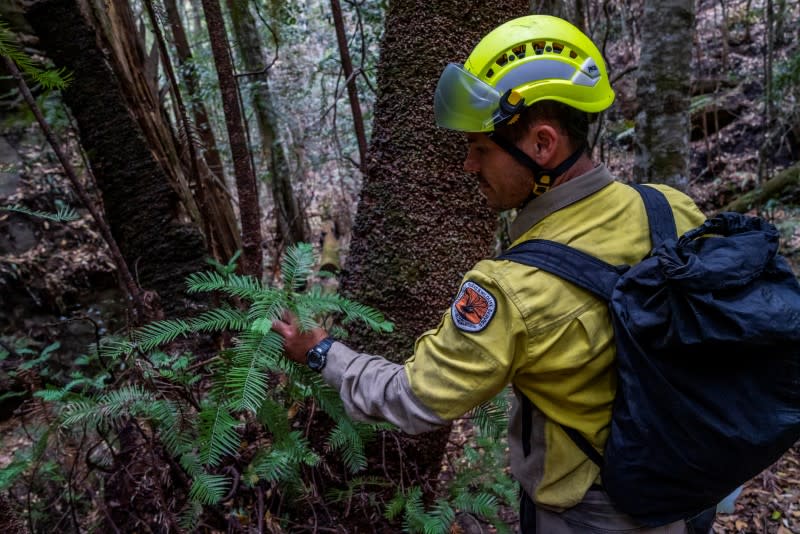 Endangered Wollemi Pines bushfire damage inspection at Wollemi National Park