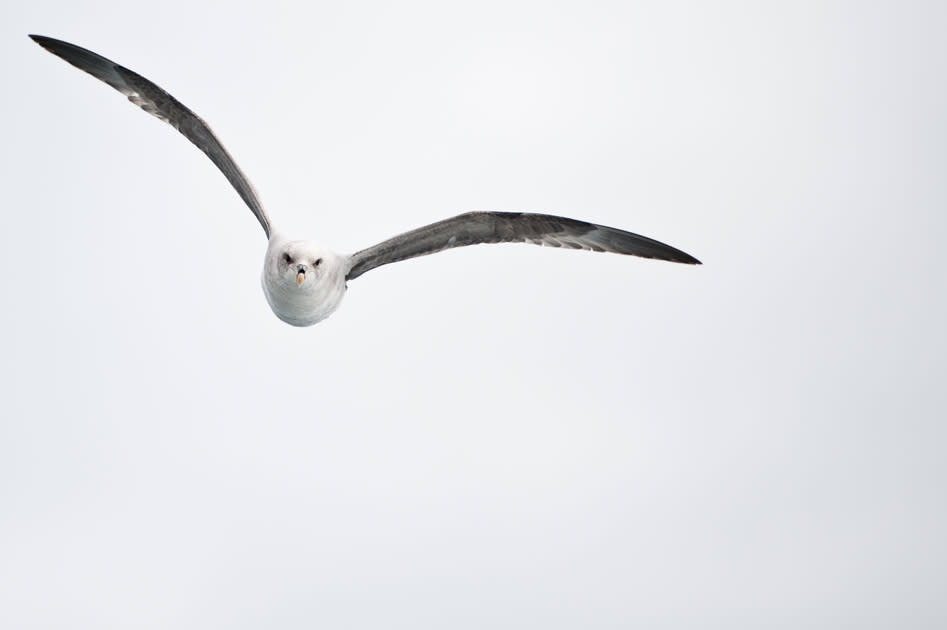 Nearly 60 per cent of fulmars in the North Sea have significant amounts of plastic in their stomach: Getty Images