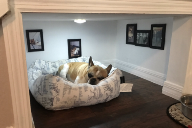 Dog-Proofing Your Home: A Room-by-Room Guide · The Wildest