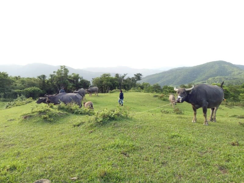 飼主至少要一天時間才能找齊放養牛群。   圖：新北市動保處提供