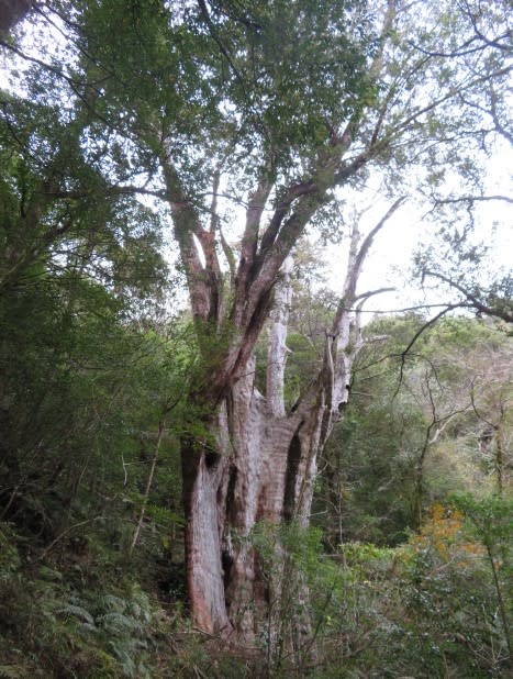 農委會林務局今天指出，拉拉山巨木當中，胸高樹圍最大為4株紅檜合併而成的18號巨木，樹齡1214年，約13人才能合抱。（圖取自農委會林務局官網）