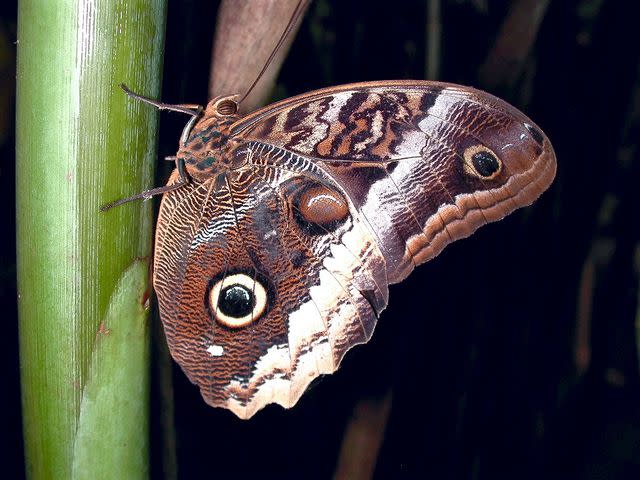 Pseudopanax / Wikimedia Commons / Public Domain Owl butterfly