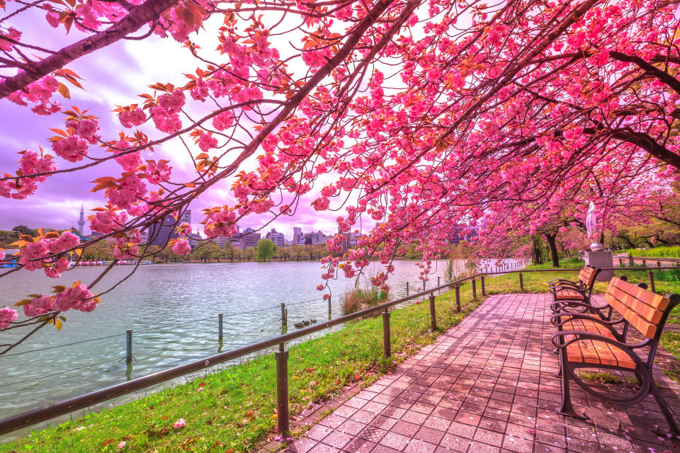 Bänke unter blühenden Kirschbäumen während Hanami am Shinobazu-Teich im Ueno-Park. Der Park gilt als der beste Ort in Tokio für die Kirschblüte.
