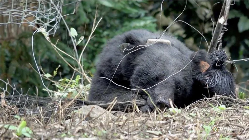 編號711的大雪山台灣黑熊屢中陷阱，被野放到南投山區後，去年5月不幸遭獵人擊斃掩埋。（圖／林務局）