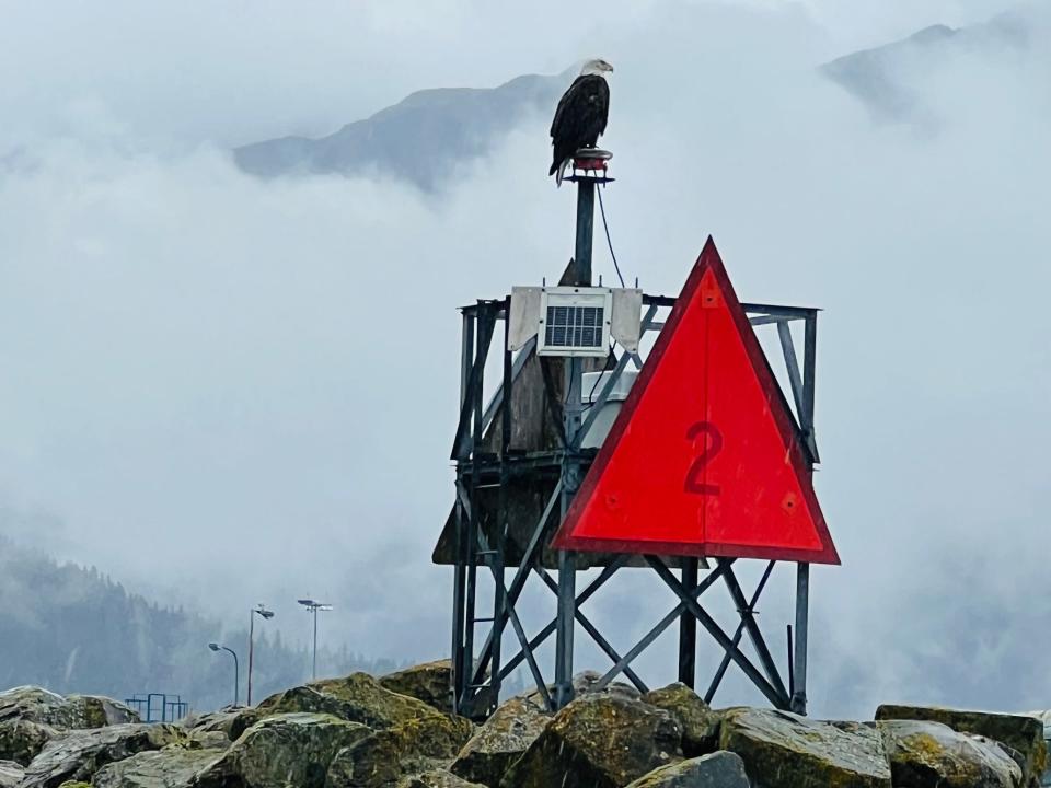 A Bald Eagle sits on a man-made structure on a foggy day. 