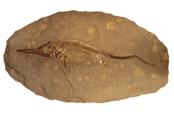 Another, smaller species of ichthyosaur