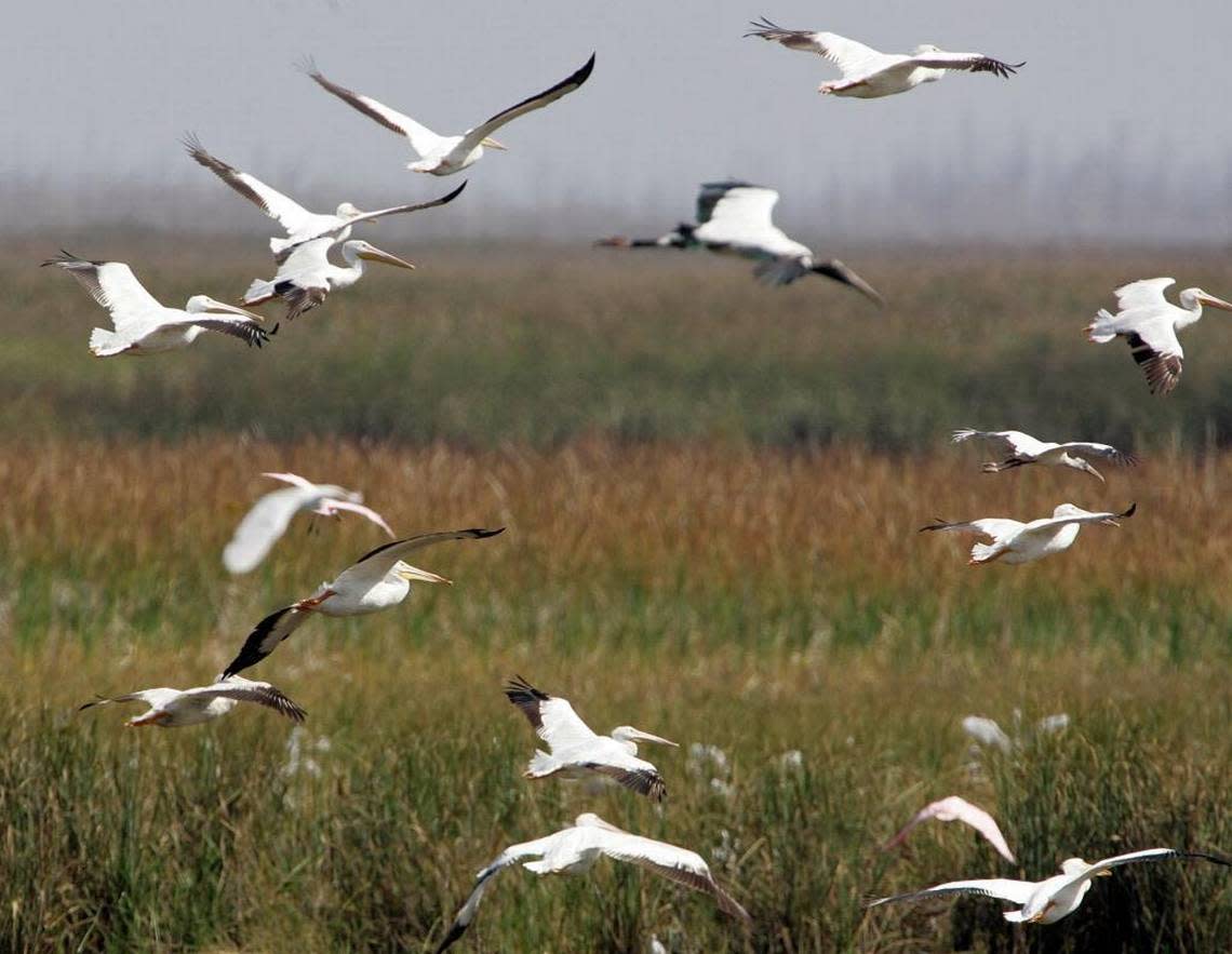 Birds flock in the Everglades.