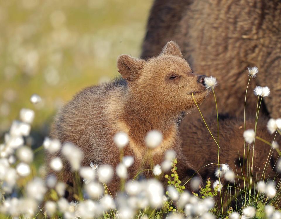 A brown bears smells a flower