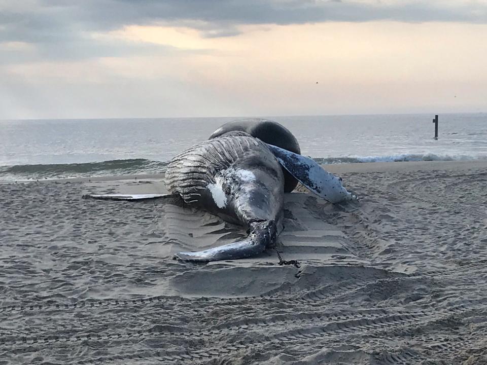 Dead whale washed ashore on Saturday, Aug 12, 2023 in Long Branch