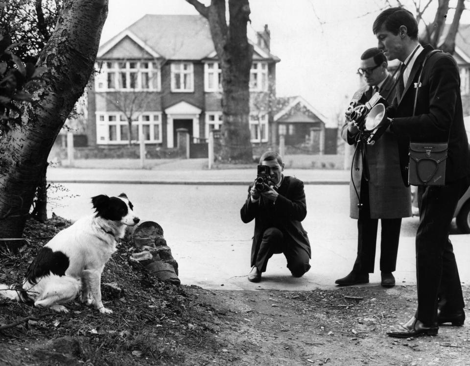 Photographers take photographs of Pickles, the dog who sniffed out the missing Jules Rimet World Cup Trophy, which had been stolen from the National Stamp Exhibition a week earlier, 28th March 1966. Pickles is posing near the spot where he found the trophy, in Beulah Hill, Norwood, South London.   (Photo by Central Press/Getty Images)