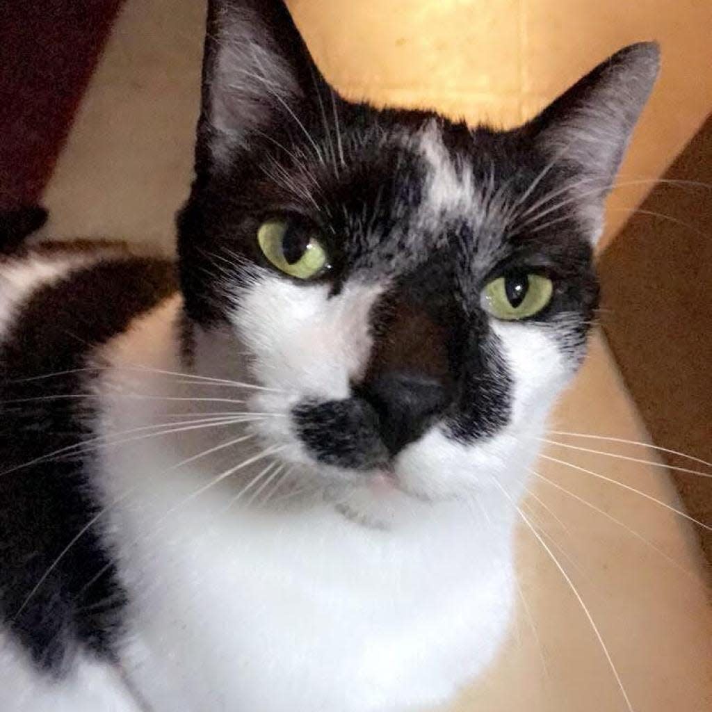 Smudge is an 8-year-old fine fella who was adopted and returned to SPCA Florida several years later due to no fault of his own.