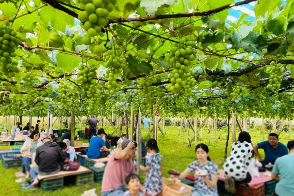 農場不時會開放遊客在葡萄藤下享受野餐時光