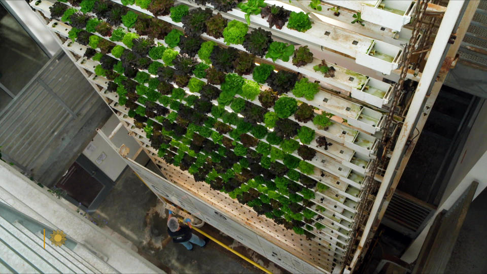 On a one-tenth-of-an-acre plot of land in Jackson, Wyoming, 100,000 pounds of produce are grown each year, thanks to a vertical farm.    / Credit: CBS News