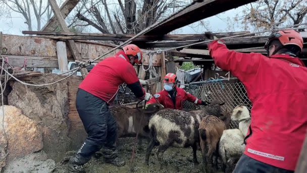 PHOTO: Animals are rescued from a knee deep mud, following a storm in Los Angeles, March 22, 2023. (San Bernardino County Fire via Reuters)