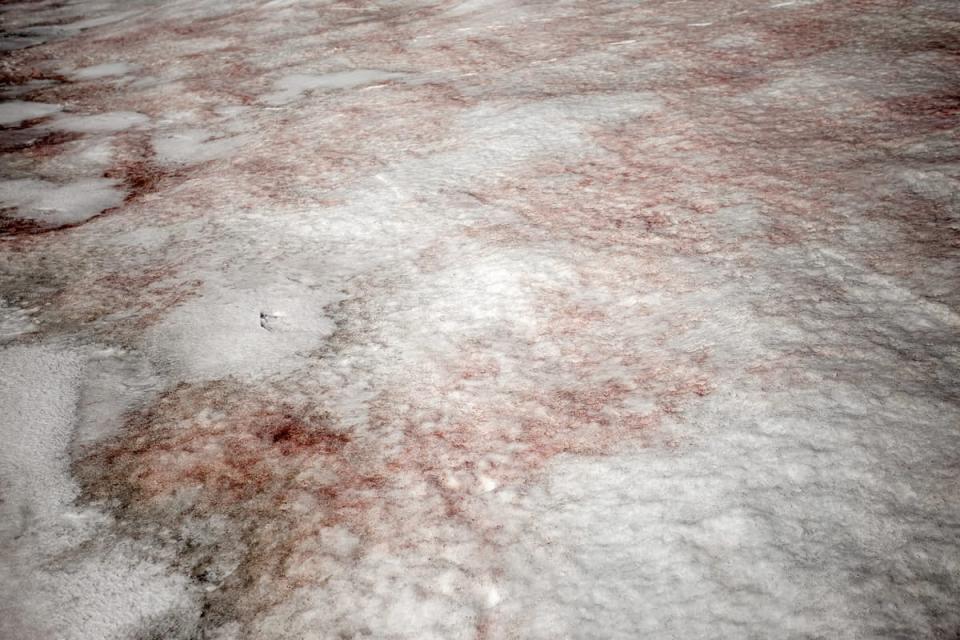 南極喬治王島（King George Island）的「西瓜雪」，科學家擔憂此現象加速冰雪融化。