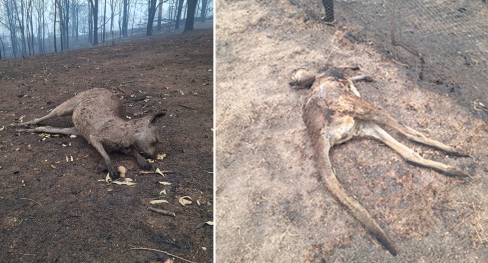 Dead wildlife at the Cobargo property of Sara Tilling and her partner Gary Henderson. Source: Supplied