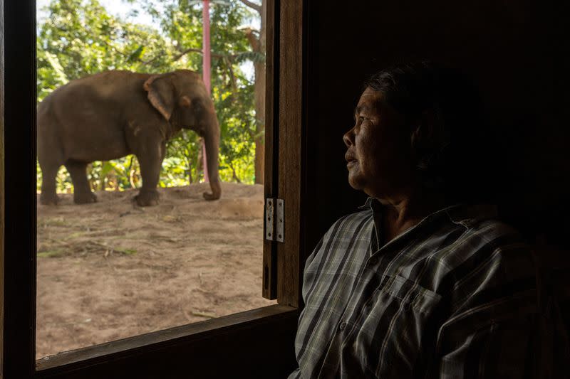 The Wider Image: Streaming to survive: Thailand's out-of-work elephants in crisis