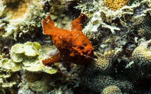 A bizarre frogfish - Credit: Ashley Kirkham, Go MEDIA, Utila Dive Centre