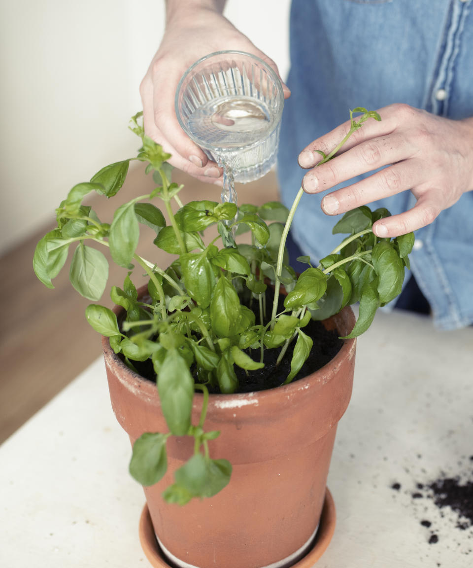 Watering indoor basil plant