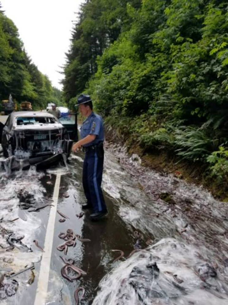 Slime eels, otherwise known as Pacific hagfish, cover Highway 101 Reuters