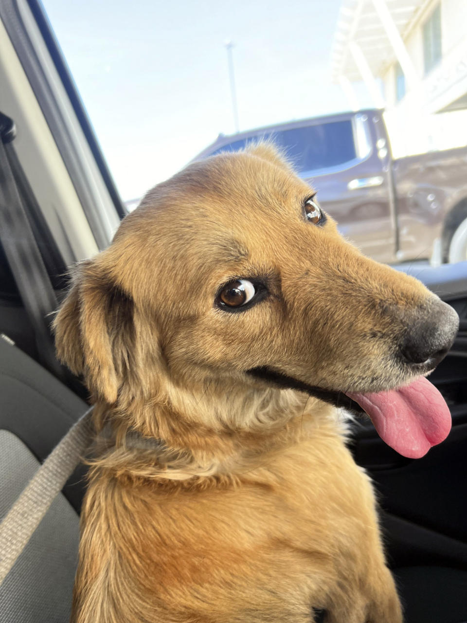 This image released by the U.S. Coast Guard, shows Connie the container dog, which was found trapped inside a shipping container on Wednesday, Jan. 31, 2024, when four marine inspectors from the U.S. Coast Guard Sector Houston-Galveston were randomly selecting containers for inspection at the Bayport Terminal at the Port of Houston. The officers heard sounds of barking and scratching coming from inside one of the stacked shipping containers. Coast Guard officials would later determine the canine had been trapped inside for at least eight days, with no food or water. (Petty Officer 1st Class Lucas Loe/U.S. Coast Guard via AP)