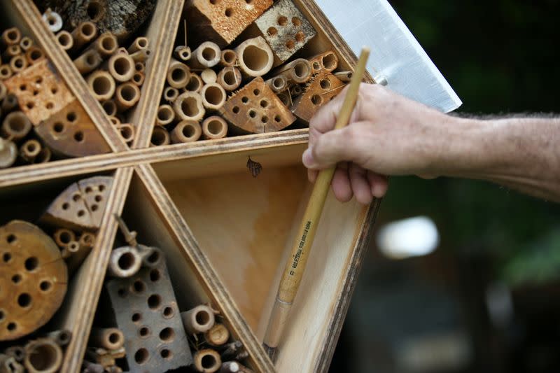Valencia cleans the structure of a wooden hotel for solitary bees made by AMVA in Barbosa