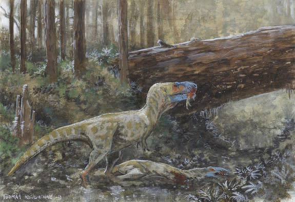 It's possible that a scavenging tyrannosaur fed on the specimen roughly 75 million years ago, the researchers said.