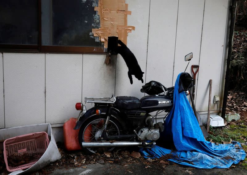 The Wider Image: The man who saves forgotten cats in Fukushima's nuclear zone