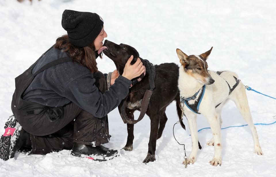 Olivia Vigliotti, musher, gets some love from sled dog Heather after a ride at Rancho Luna Lobos in Peoa, Utah, on Thursday, Jan. 11, 2024. Sled dog Pfister stands by. | Kristin Murphy, Deseret News