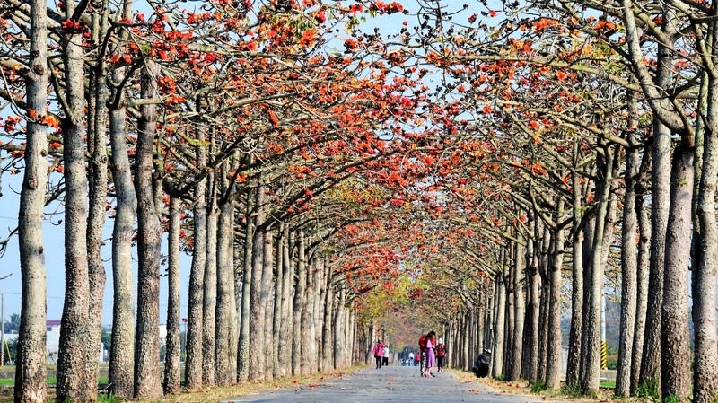 <p>木棉花季持續至3月14日｜The Linchupi kapok flowers season is running until Mar. 14. (Courtesy of Tainan City Government)</p>
