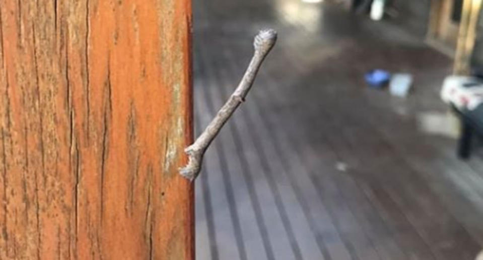 Pictured is a type of geometric moth caterpillar which resembles a twig. It's stuck to a wall on a deck.