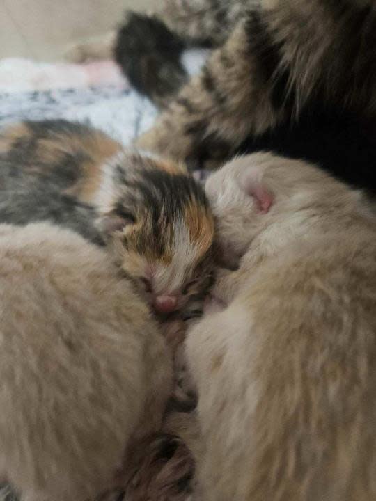 Kittens that were taken in by Colony Cats in March.