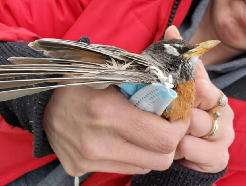 Birds around the world are becoming entangled in masks (Covidlitter.com)