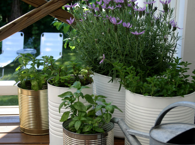 Jardin avec conserves pour un mini balcon