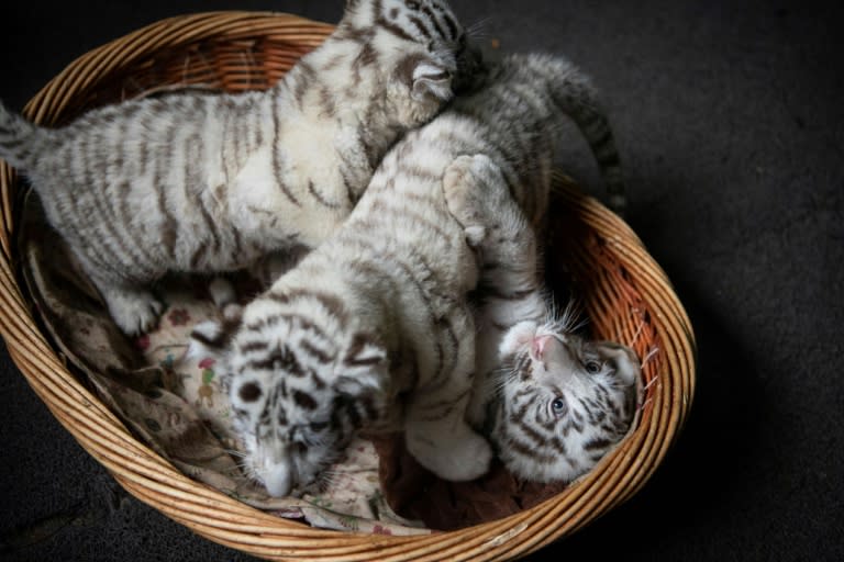 The zoo is home to 41 of this rare variety of white Bengal tiger
