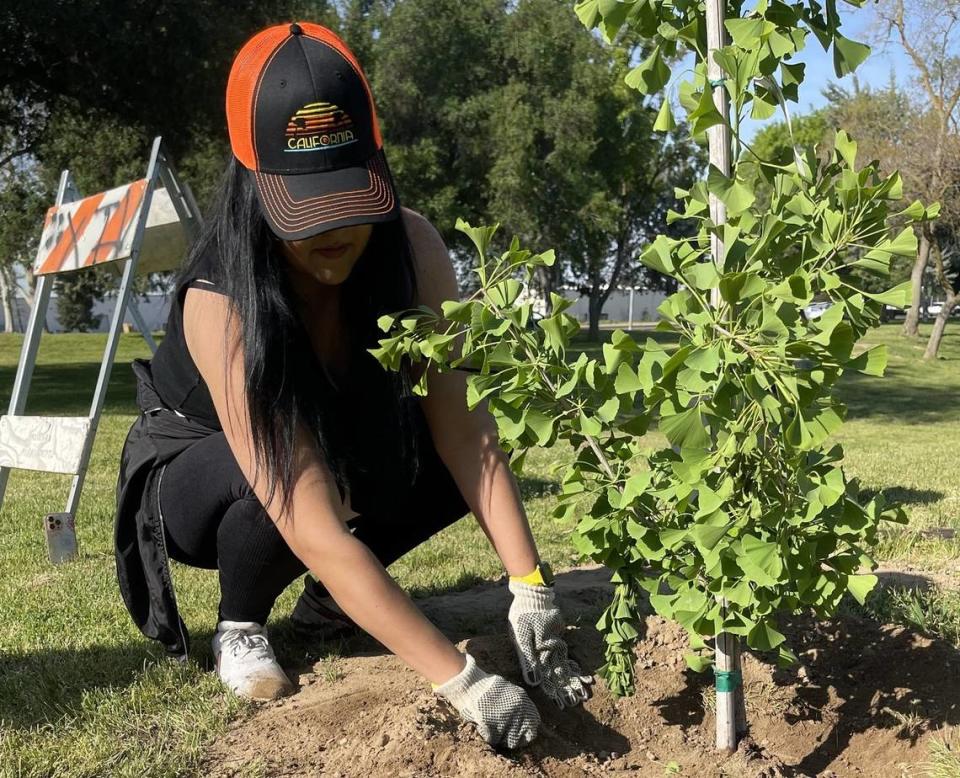 A volunteer works on planting a Ginko tree in Madera on Earth Day 2023. Ginkgo trees are native to east Asia and grow leaves with a shape that resembles an open Chinese hand fan. Their leaves are known to turn yellow in autumn.