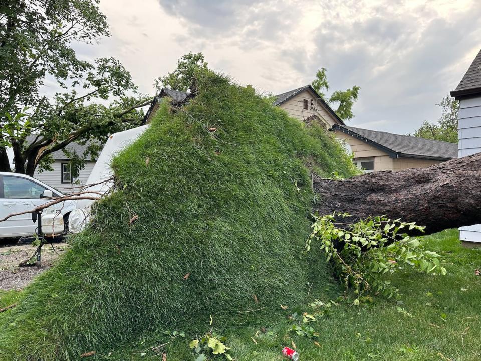 A massive swath of grass was pulled up by a tree that was felled during a severe thunderstorm on Wednesday, July 26, 2023. 