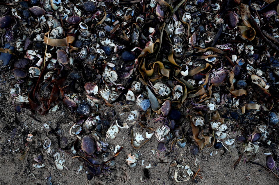 Miles de peces muertos en una playa inglesa antes de la COP26