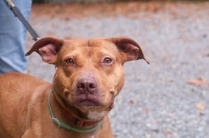 One look at that sweet little Cinnabar smile and you will fall head over heels in love.   Cinnibar is still fairly new to the <a href="https://www.facebook.com/pages/Humane-Society-of-Calvert-County/79401643939" target="_blank">HSCC</a> and here is what we know so far: Cinnabar is doing very well in playgroups with other dogs and loves everyone that she meets. She is spunky and outgoing and appears to be house trained.   Cinnibar is soooo charismatic and she just draws others towards her, both dogs and people. In the short time that she has been with HSCC, we have totally fallen in love with her and we promise that once you meet her, you will, too!  Find out more from the <a href="https://www.facebook.com/pages/Humane-Society-of-Calvert-County/79401643939" target="_blank">Humane Society of Calvert County</a>. 